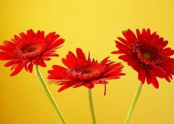 5 loai hoa nen chung ban tho ngay via than tai 5 loại hoa nên chưng bàn thờ ngày vía Thần Tài 5 loại hoa nên chưng bàn thờ ngày vía Thần Tài