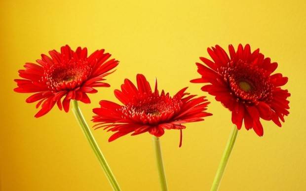 5 loại hoa nên chưng bàn thờ ngày vía Thần Tài