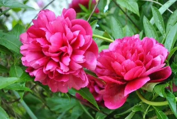 8 loài hoa tuy đẹp nhưng tuyệt đối không nên chưng trên bàn thờ ngày Tết
