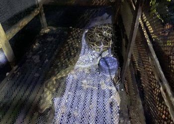 Bình Phước: Bạn bè bất lực chứng kiến người đàn ông bị trăn siết đến chết