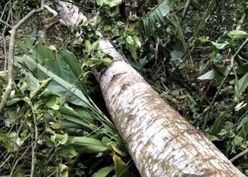 Chặt cây dựng rạp cưới vợ, nam thanh niên bị cây đè tử vong