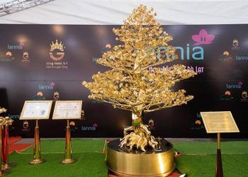 Chiêm ngưỡng cây mai mạ vàng lớn nhất Việt Nam giá 6 tỉ đồng