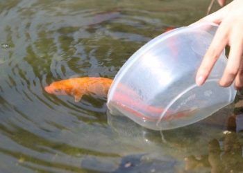 Chọn và thả cá chép đúng cách cho lễ cúng ông Công ông Táo