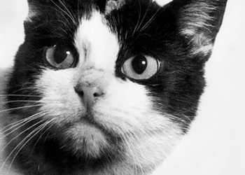 Chú mèo đầu tiên và duy nhất bay vào vũ trụ