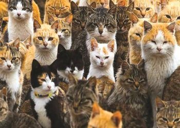 chuyen ke khong het ve meo Loài mèo có gì đặc biệt? Chuyện kể không hết về mèo