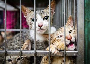 Đói kém gì nữa đâu mà đến giờ người ta vẫn ăn thịt mèo?