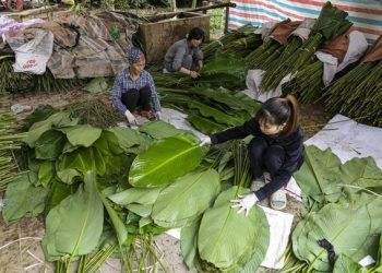 Hà Nội: Người dân làng Tràng Cát tất bật “hái lá đếm tiền”