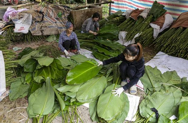 Hà Nội: Người dân làng Tràng Cát tất bật “hái lá đếm tiền”