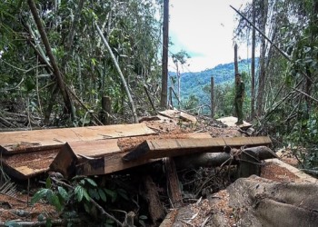 hat pho kiem lam nhan hoi lo cua lam tac qua tai khoan cua vo Hòa Bình: Khởi tố hạt phó kiểm lâm nhận hối lộ của 'lâm tặc' Hạt phó kiểm lâm nhận hối lộ của 'lâm tặc' qua tài khoản của vợ