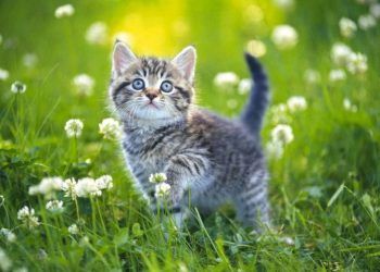 Hình tượng con mèo trong văn hóa dân gian