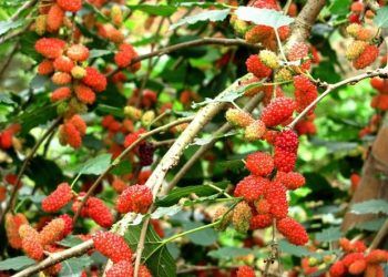 khong trong 4 loai cay nay truoc cua nha keo van xui ap den cua cai tieu tan 4 loại cây không nên trồng trước cửa nhà, kẻo vận xui ập đến, của cải tiêu tan Không trồng 4 loại cây này trước cửa nhà, kẻo vận xui ập đến, của cải tiêu tan