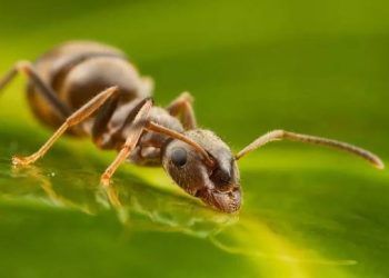 Kiến có thể phát hiện mùi ung thư trong nước tiểu