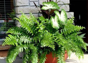 lam sach khong khi trong nha bang 9 loai cay canh quen thuoc 9 loại cây cảnh giúp làm sạch không khí trong nhà bạn Làm sạch không khí trong nhà bằng 9 loại cây cảnh quen thuộc