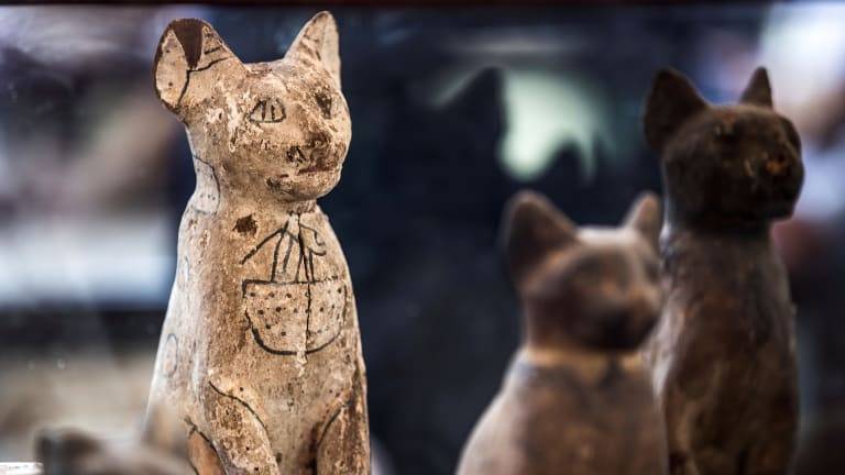 Loài mèo - biểu tượng thiêng liêng của người Ai Cập cổ đại