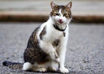 loai meo da thuan hoa loai nguoi nhu the nao Loài mèo đã “dạy” cho con người những điều gì? Loài mèo đã “thuần hóa” loài người như thế nào?