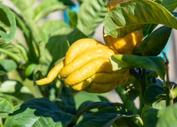 loai qua thom lung tren mam ngu qua ngay tet nhung khong phai ai cung biet cach chon Cách chọn quả phật thủ thơm lừng trên mâm ngũ quả ngày Tết Loại quả thơm lừng trên mâm ngũ quả ngày Tết nhưng không phải ai cũng biết cách chọn