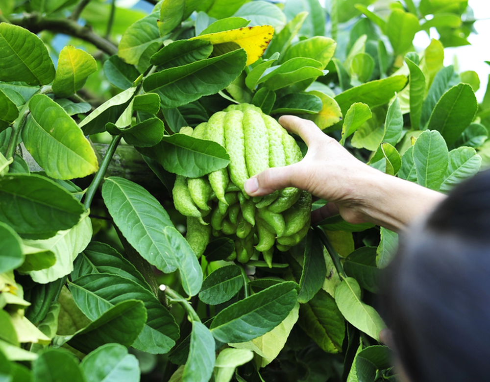 Loại quả thơm lừng trên mâm ngũ quả ngày Tết nhưng không phải ai cũng biết cách chọn