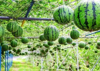 Những thực phẩm giúp bổ sung nước cho cơ thể sau khi ốm dậy