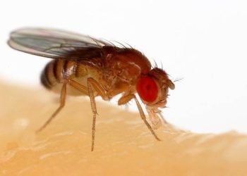 Phát hiện chiến thuật sinh tồn độc lạ của loài ruồi giấm