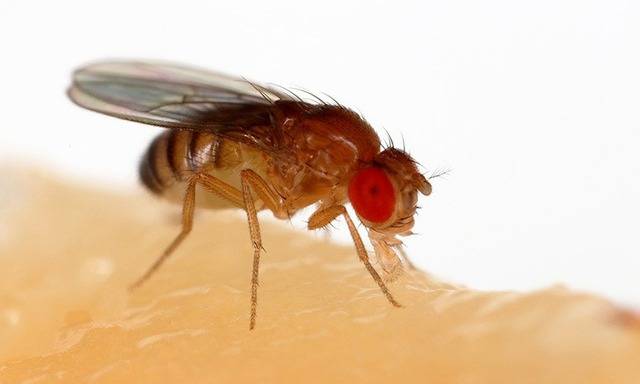 Phát hiện chiến thuật sinh tồn độc lạ của loài ruồi giấm Phát hiện chiến thuật sinh tồn độc lạ của loài ruồi giấm