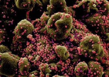 Phát hiện sinh vật đầu tiên trên thế giới chỉ ăn virus để sống