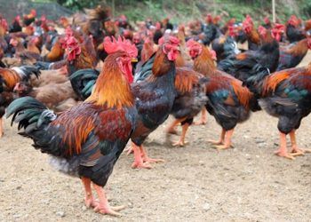 Thực phẩm tiến vua được lùng làm quà Tết: Gà Hồ, cá Anh Vũ, sá sùng,...