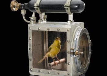 vi sao chim hoang yen thuong duoc mang vao ben trong cac mo than Vì sao chim hoàng yến thường được mang vào bên trong các mỏ than trước khi các cảm biến điện tử ra đời? Vì sao chim hoàng yến thường được mang vào bên trong các mỏ than?