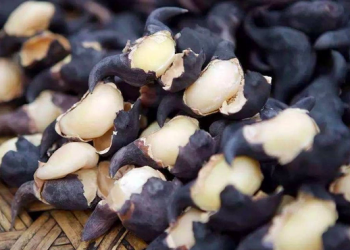 Việt Nam có loại củ "đen xì" nhưng được mệnh danh tốt ngang nhân sâm, cuối năm tẩm bổ vừa khỏe vừa đẹp lên