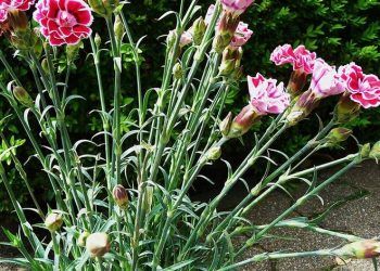 9 loại hoa trồng trong chậu cực đẹp vào mùa xuân