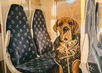 Chi 100 ngàn USD thuê máy bay chở thú cưng đi du lịch vòng quanh thế giới