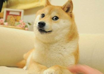 chuyen ve chu cho duoc che meme nhieu nhat mang xa hoi xuat than tu cho cuu Chuyện về chú chó được chế meme nhiều nhất mạng xã hội: Xuất thân từ chó cứu hộ, thoát chết khi bị bỏ rơi và cuộc sống hiện tại gây bất ngờ Chuyện về chú chó được chế meme nhiều nhất mạng xã hội: Xuất thân từ chó cứu hộ, thoát chết khi bị bỏ rơi và cuộc sống hiện tại gây bất ngờ