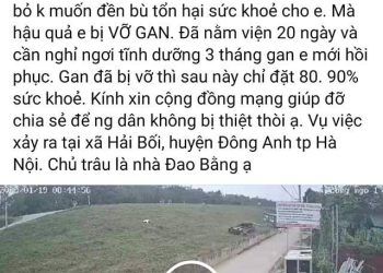 CLIP: Trâu húc văng người đi đường xuống bờ đê ở Hà Nội