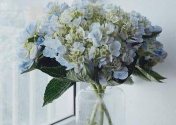 Đẹp nhưng độc: 6 loài hoa được trưng nhiều trong nhà hóa ra lại ẩn chứa nguy hiểm không ai ngờ