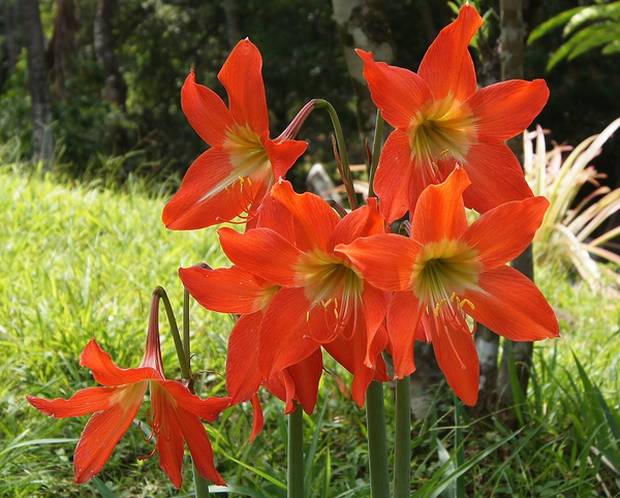 Đẹp nhưng độc: 6 loài hoa được trưng nhiều trong nhà hóa ra lại ẩn chứa nguy hiểm không ai ngờ