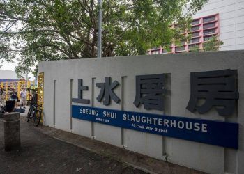 nguoi dan ong tu vong trong lo mo vi bi lon tan cong Người đàn ông tử vong trong lò mổ vì bị lợn tấn công Người đàn ông tử vong trong lò mổ vì bị lợn tấn công