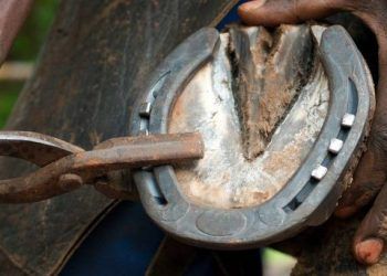 Tại sao cần đóng “giày” cho ngựa ?