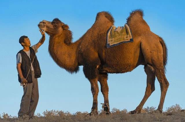 Vì sao không ai dám động vào xác lạc đà trong sa mạc, thậm chí bị coi là 