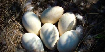 Trứng gà và trứng ngỗng, loại nào tốt hơn?