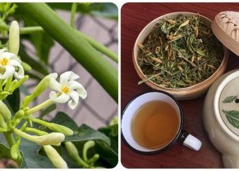 Uống nước hoa đu đủ đực có tác dụng gì?